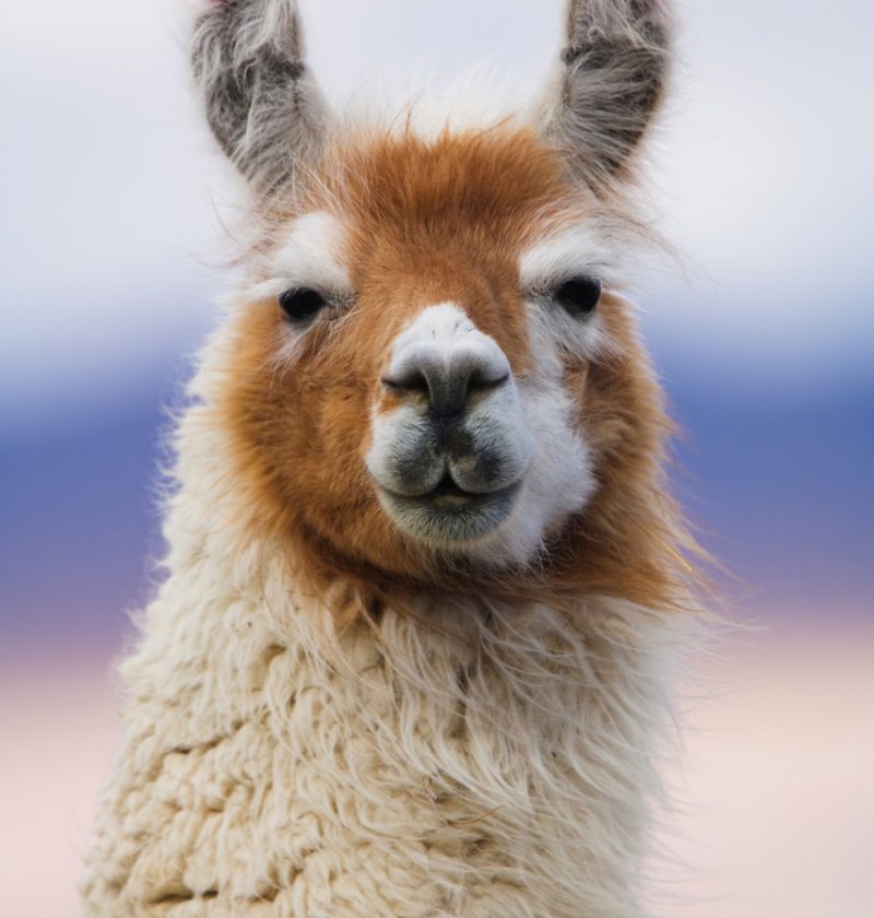 llama-bolivia-2022-03-04-02-37-53-utc_small